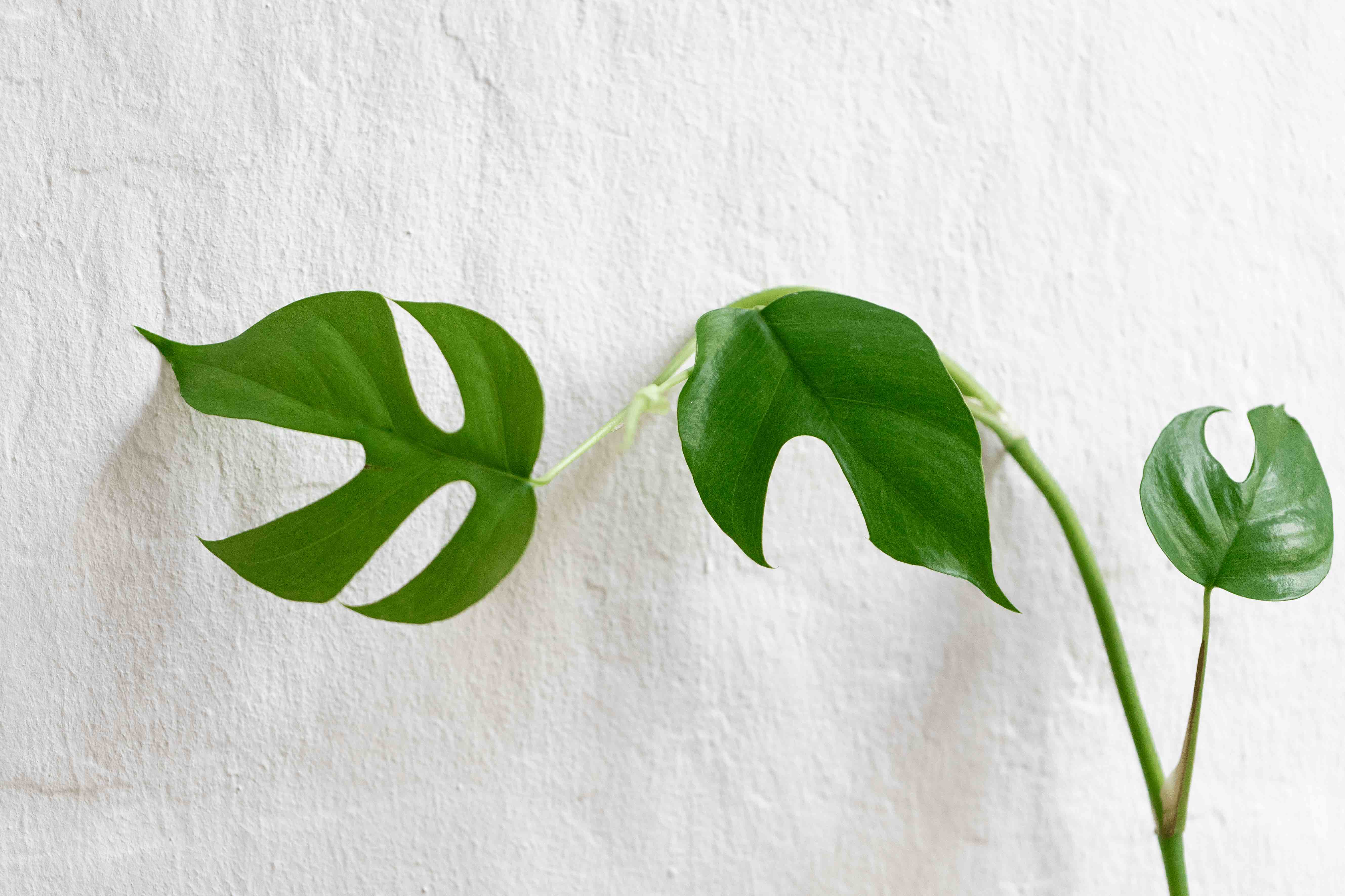 Pflanzen in der Praxis